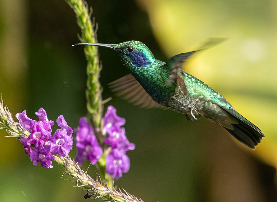 Green Violetear