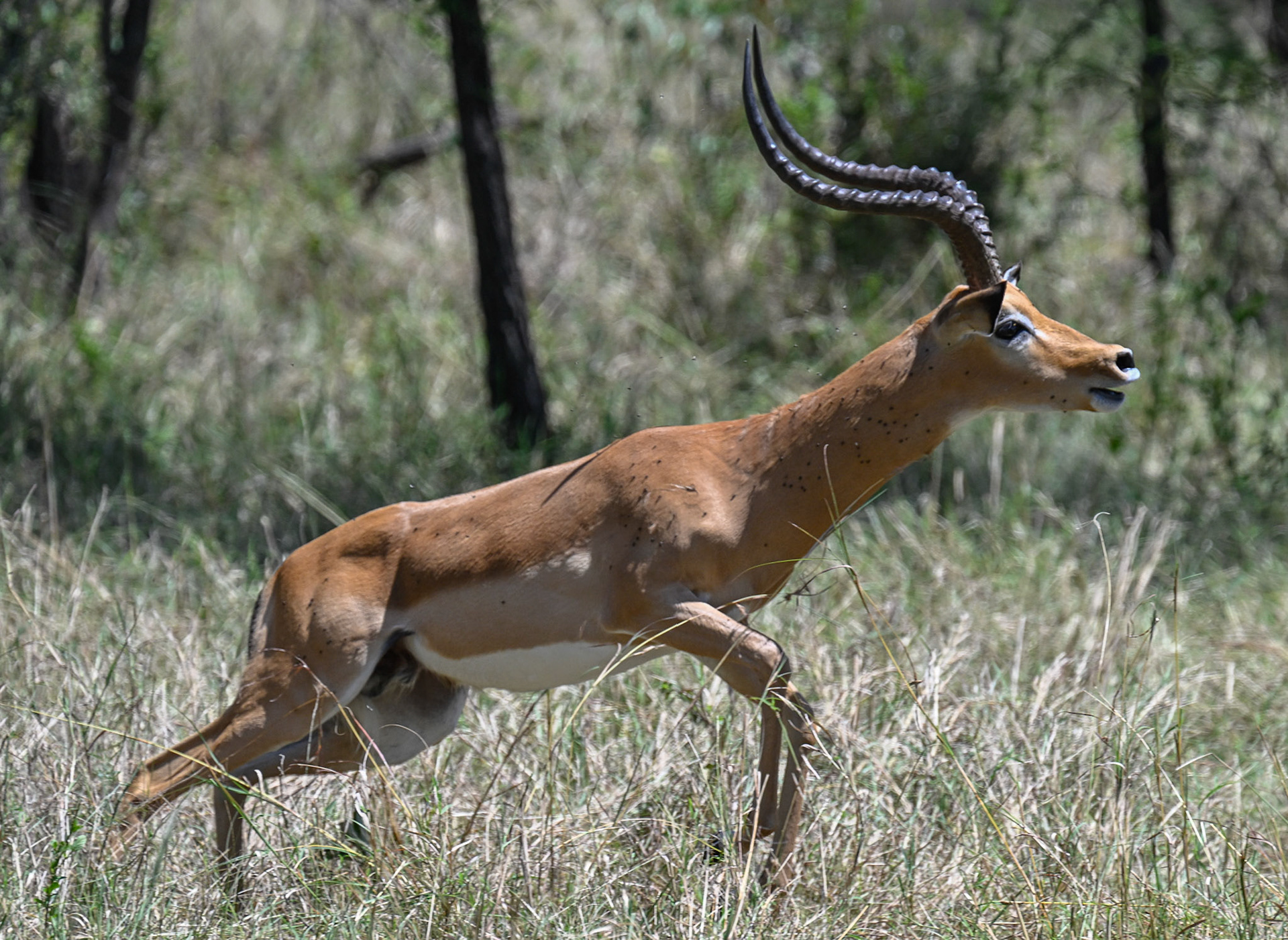 Impala