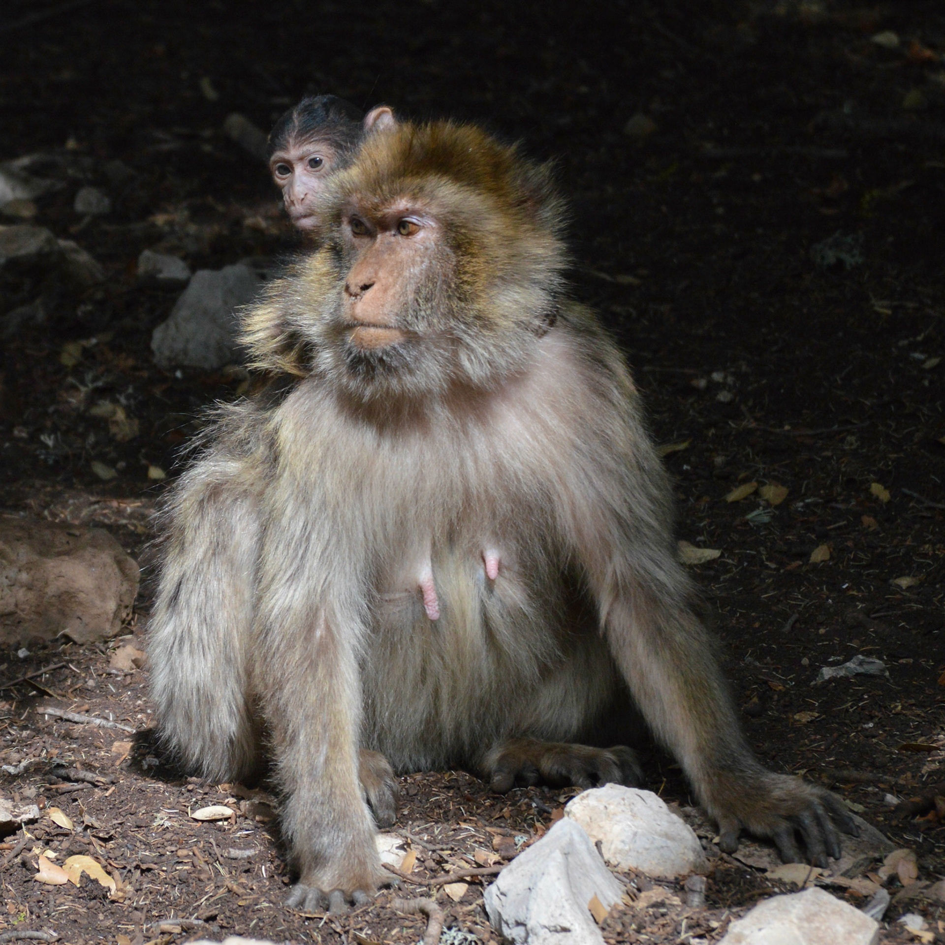 Female Barbary Ape with Young