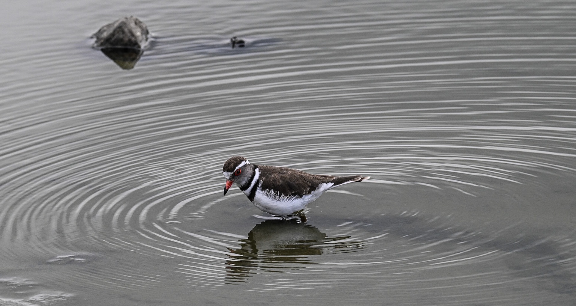 Three-banded Plover