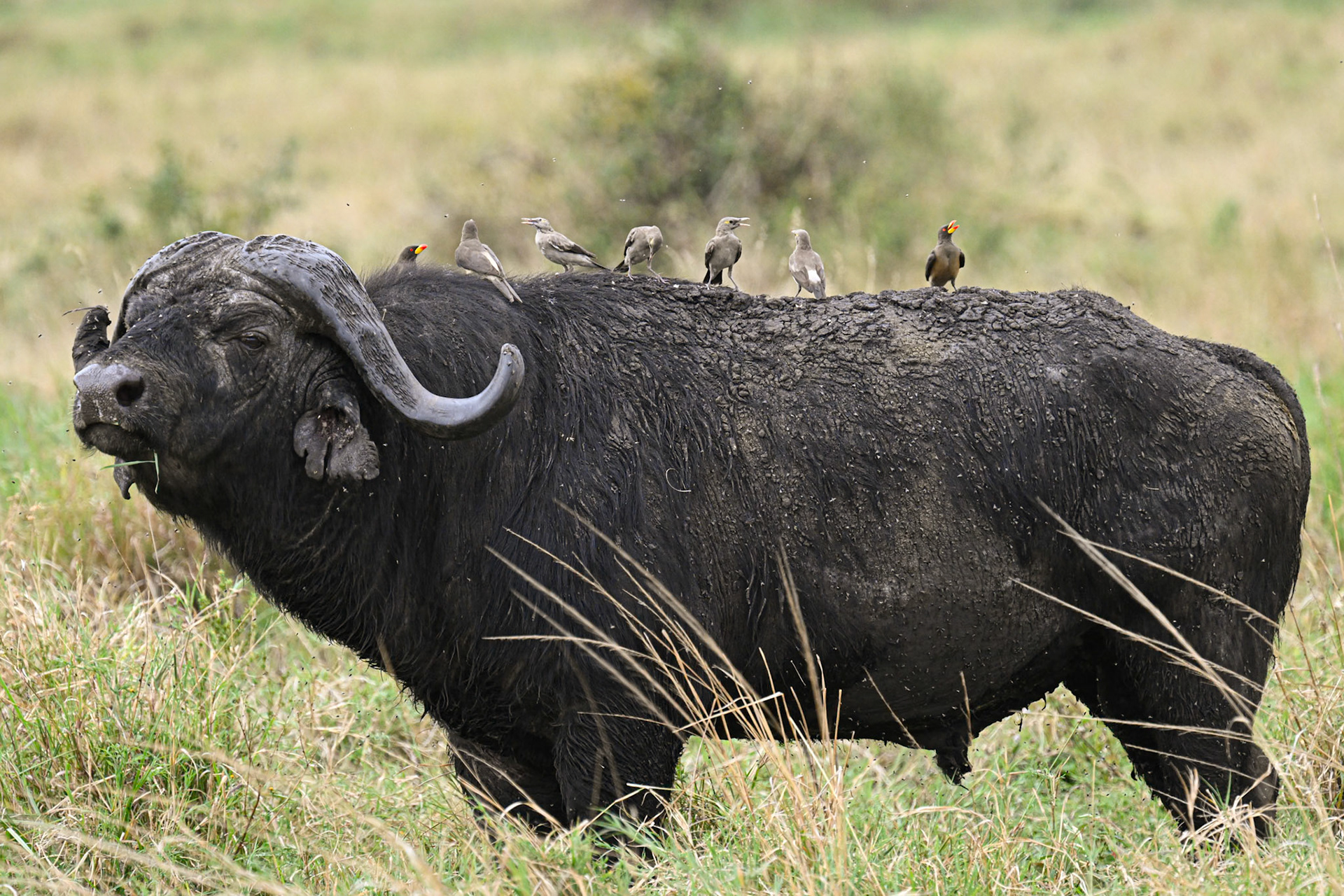 Yellow-billed Oxpecker and Wattled Starling on Buffalo