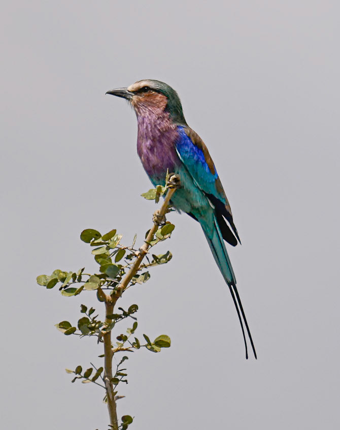 Lilac-breasted Roller