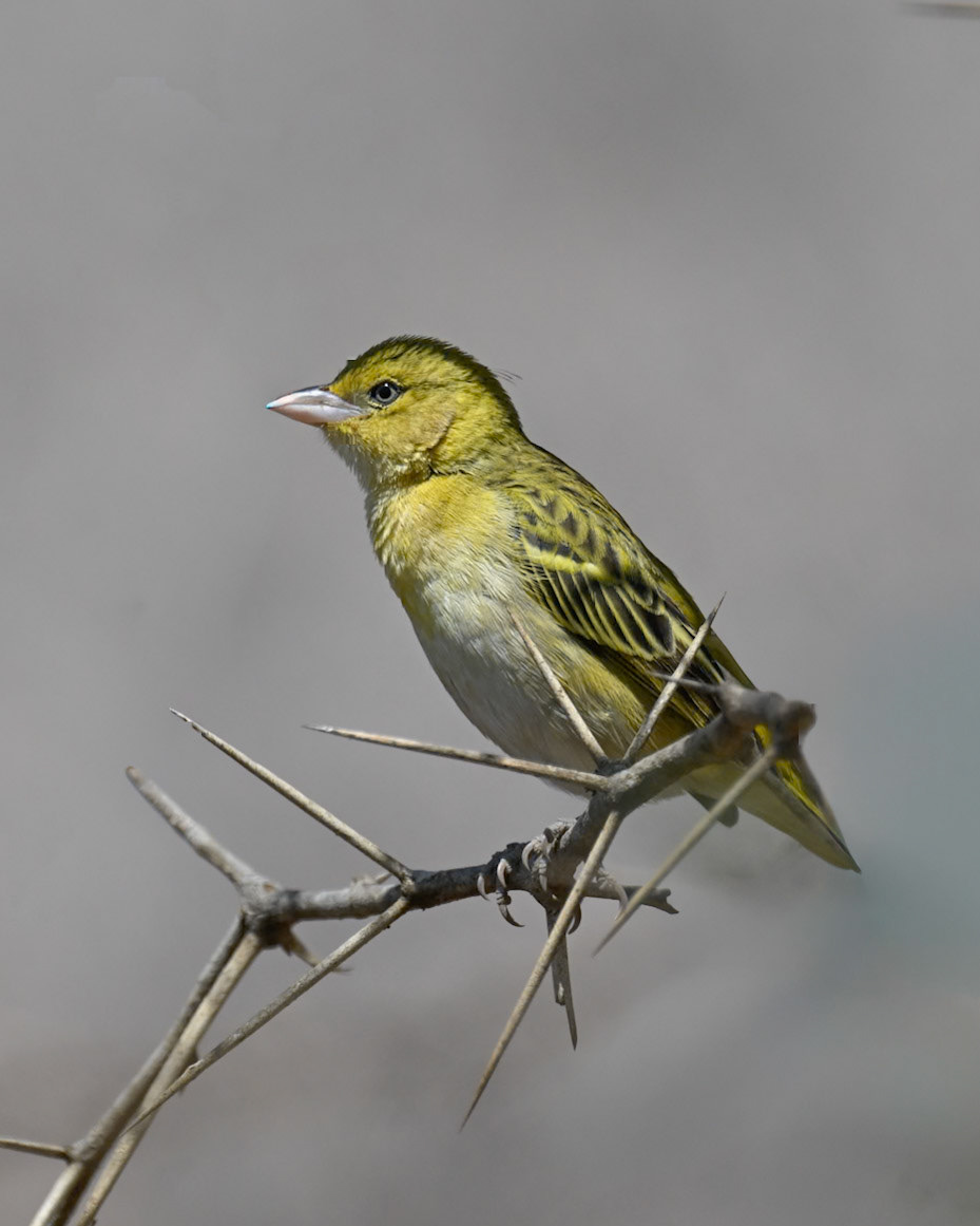 Village Weaver