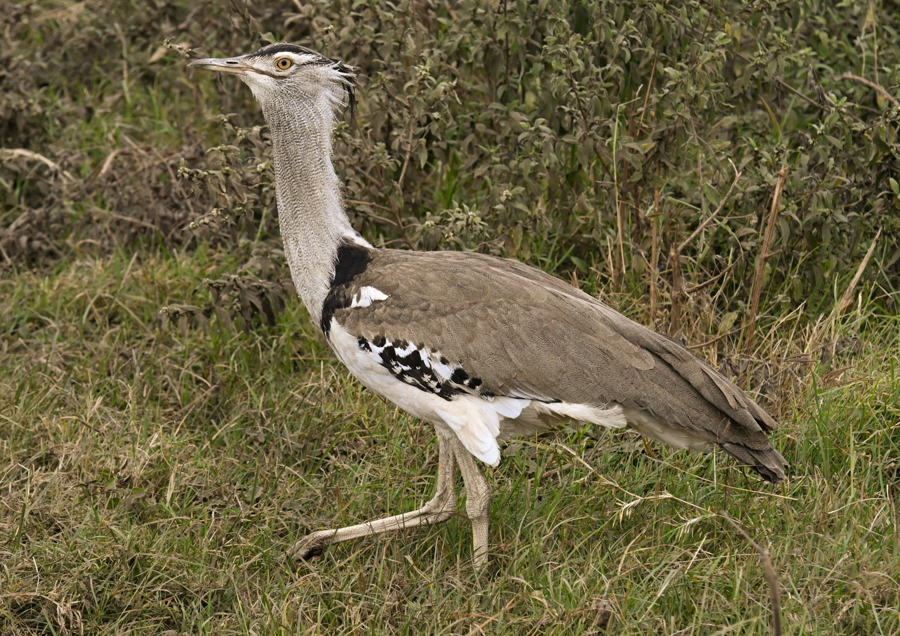 Kori Bustard