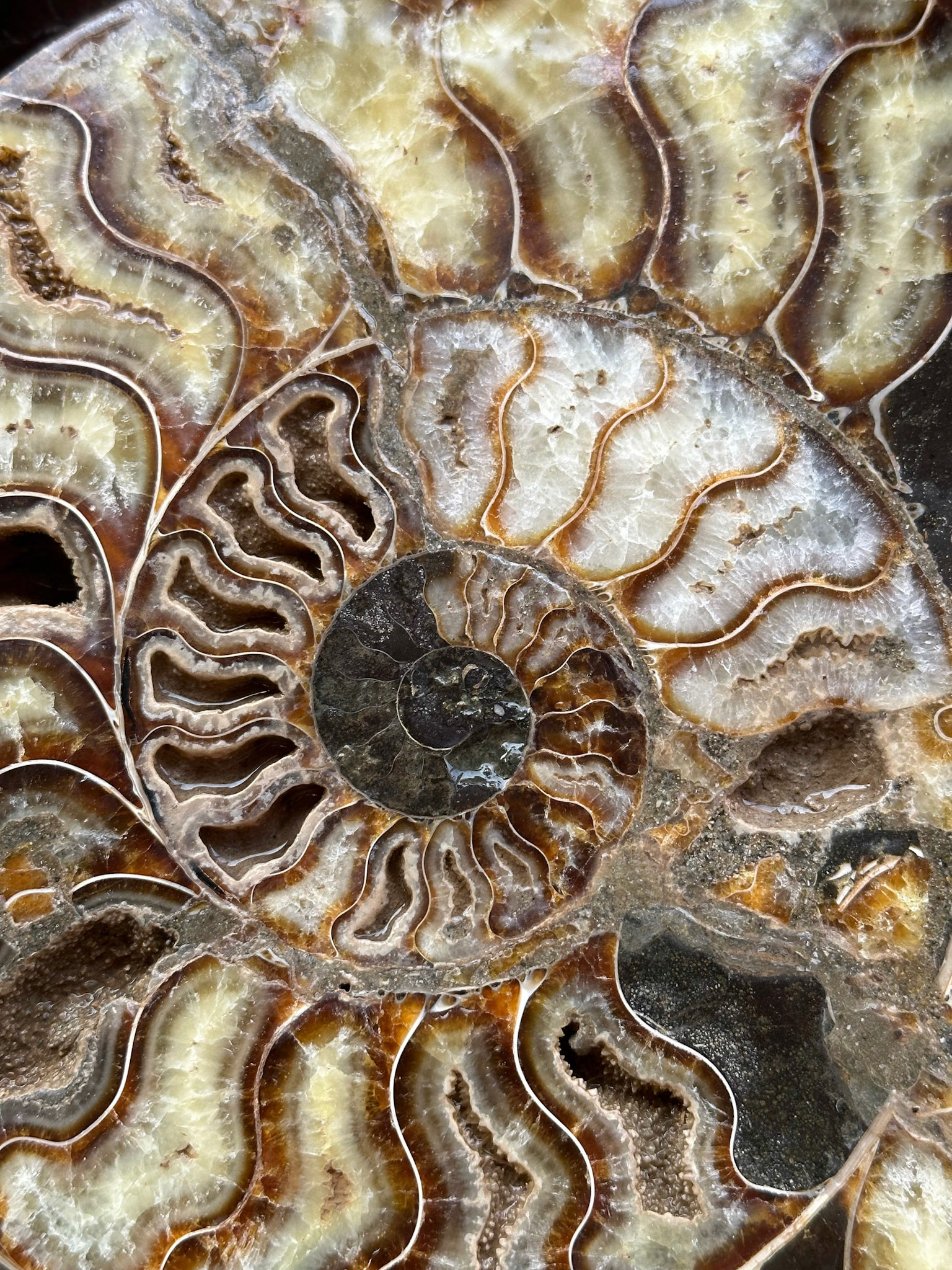 Ammonite Fossil, Erfoud