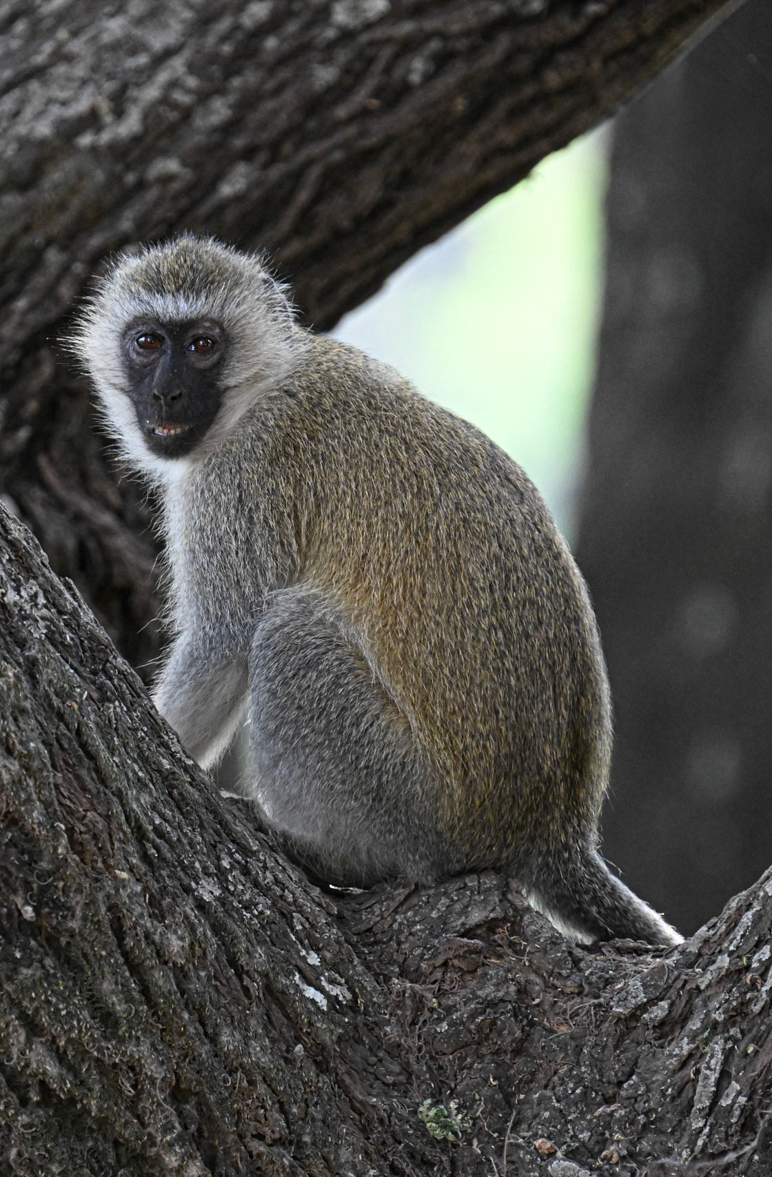 Black-faced Vervet