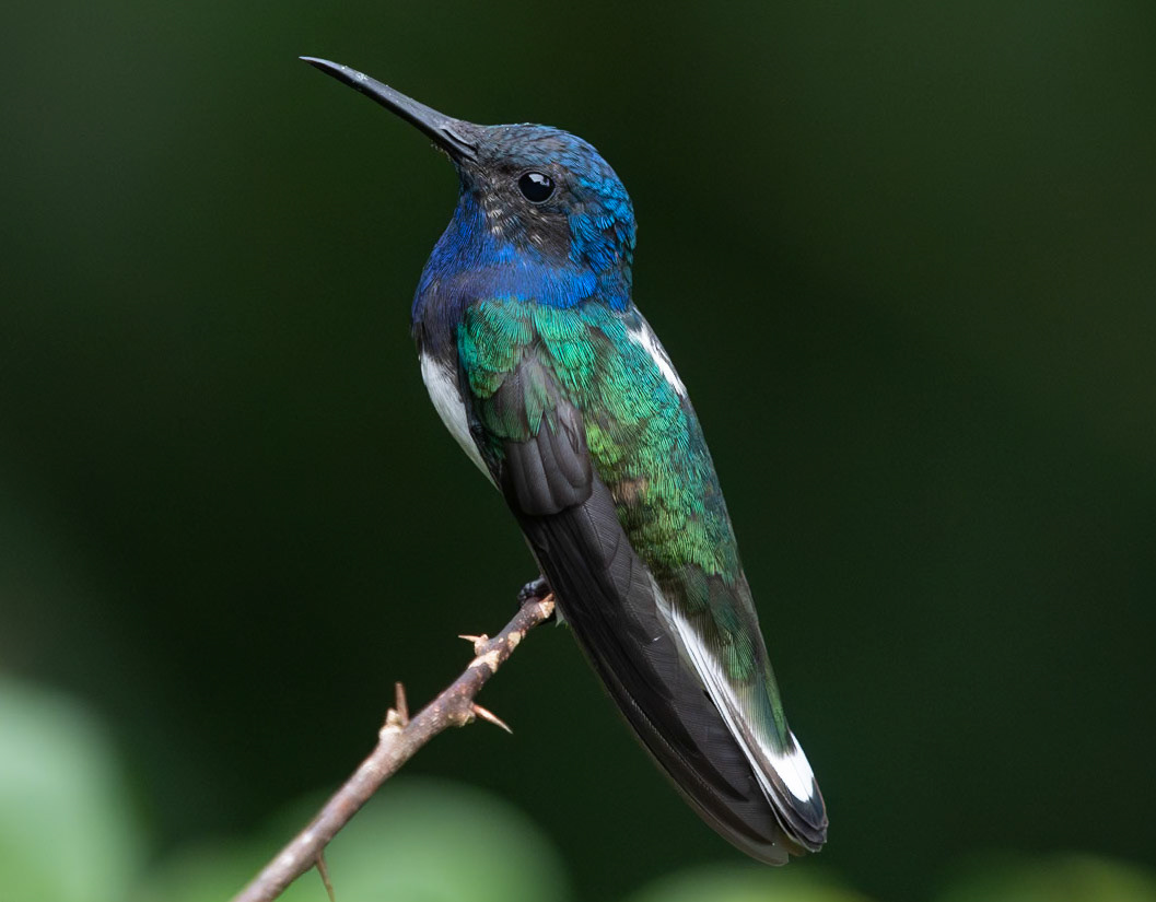 White-necked Jacobin (Florisuga mellivora)