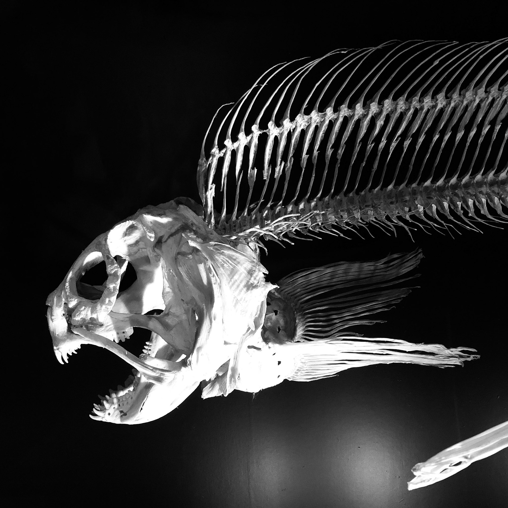 Natural History Museum, Vienna