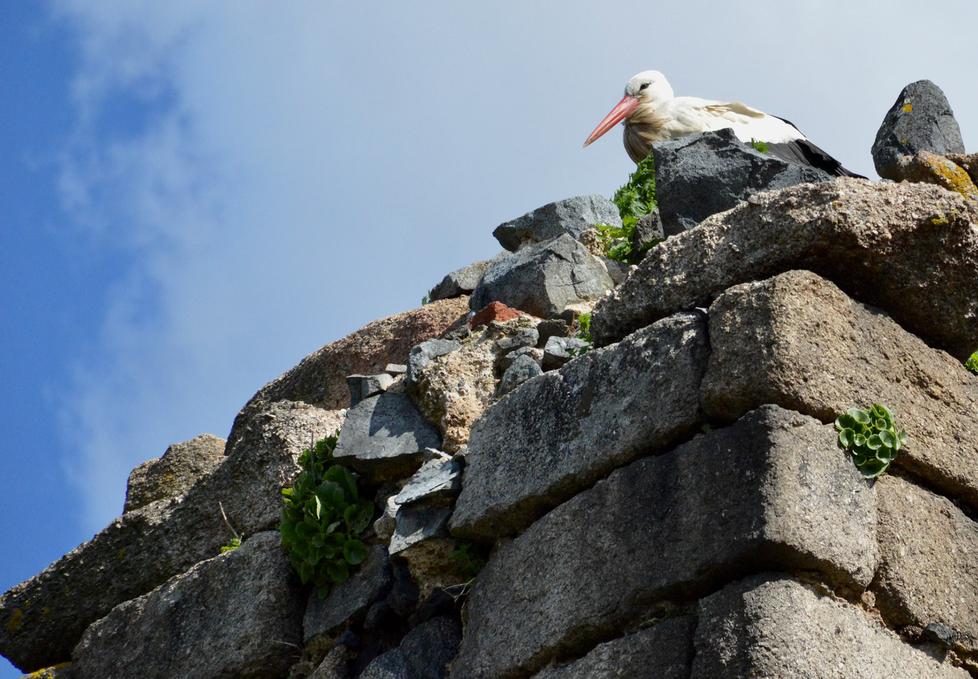 Stork on Aquaduct Ruin, Merida, Spain
