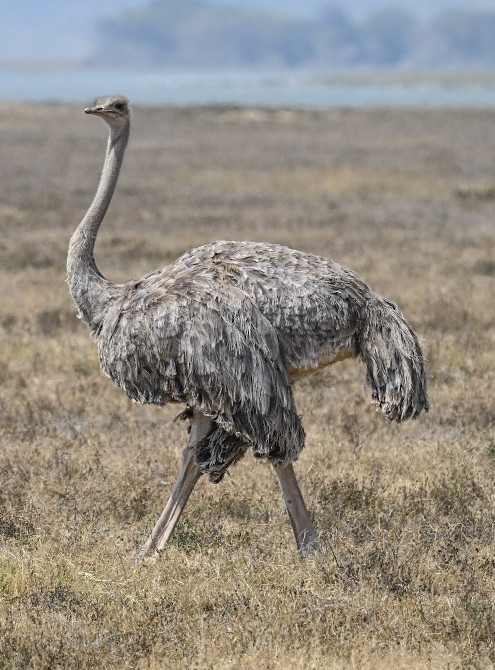 Common Ostrich Female