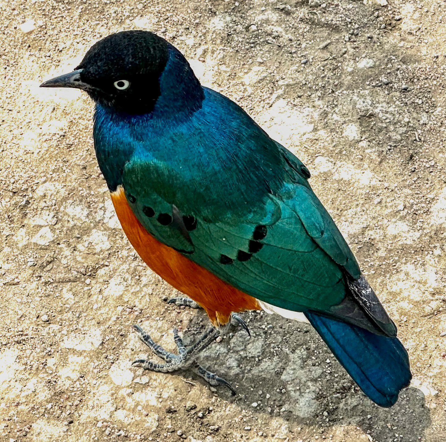 Superb Starling