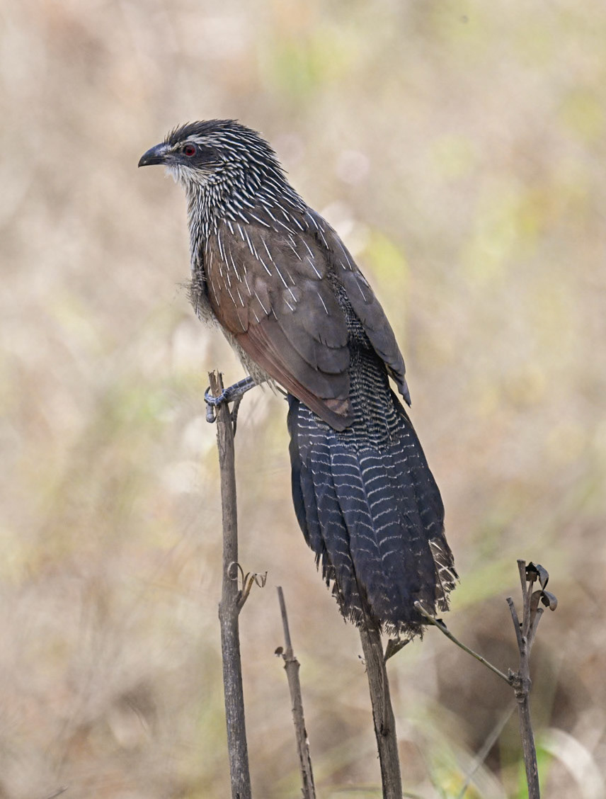White-browed Coucal