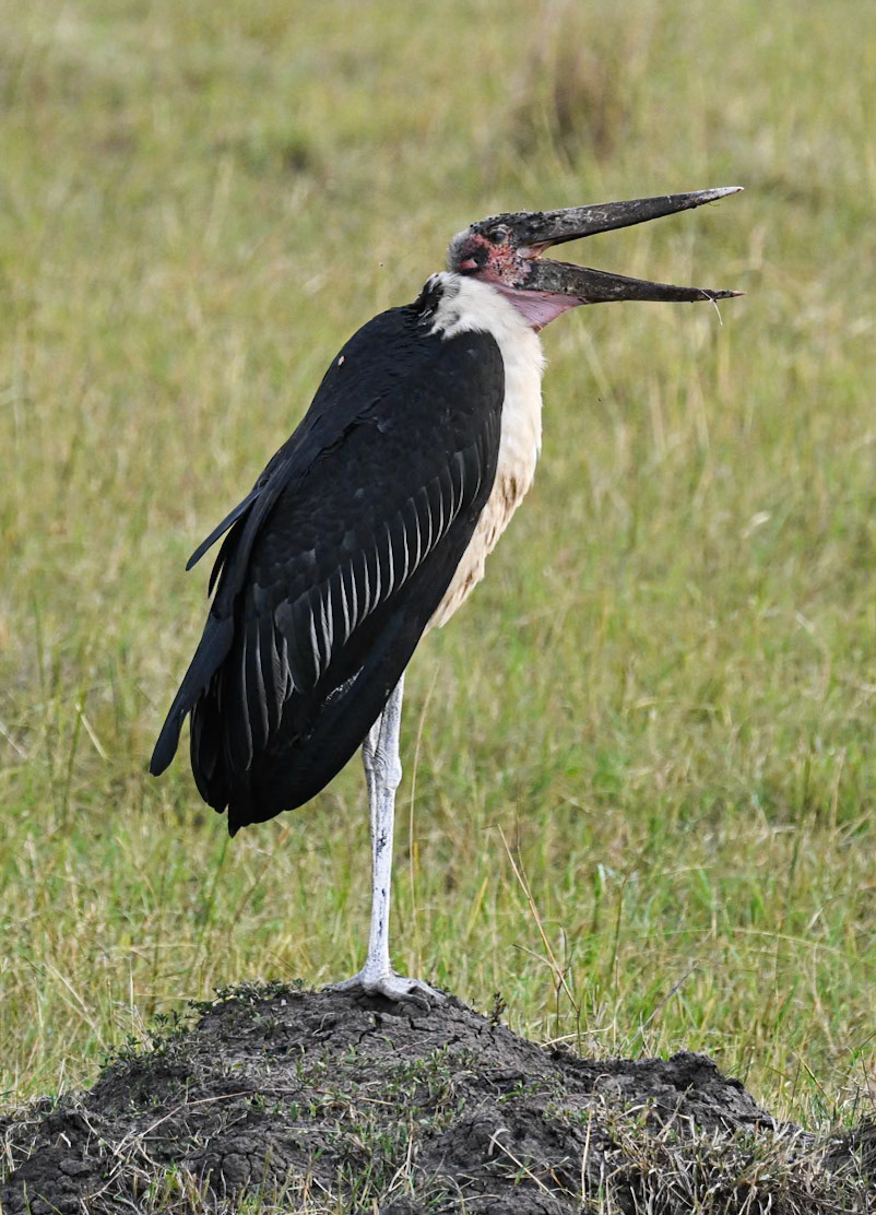 Marabou Stork