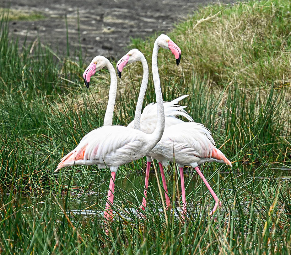 Greater Flamingo