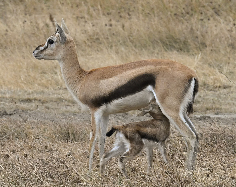 Thompson's Gazelle