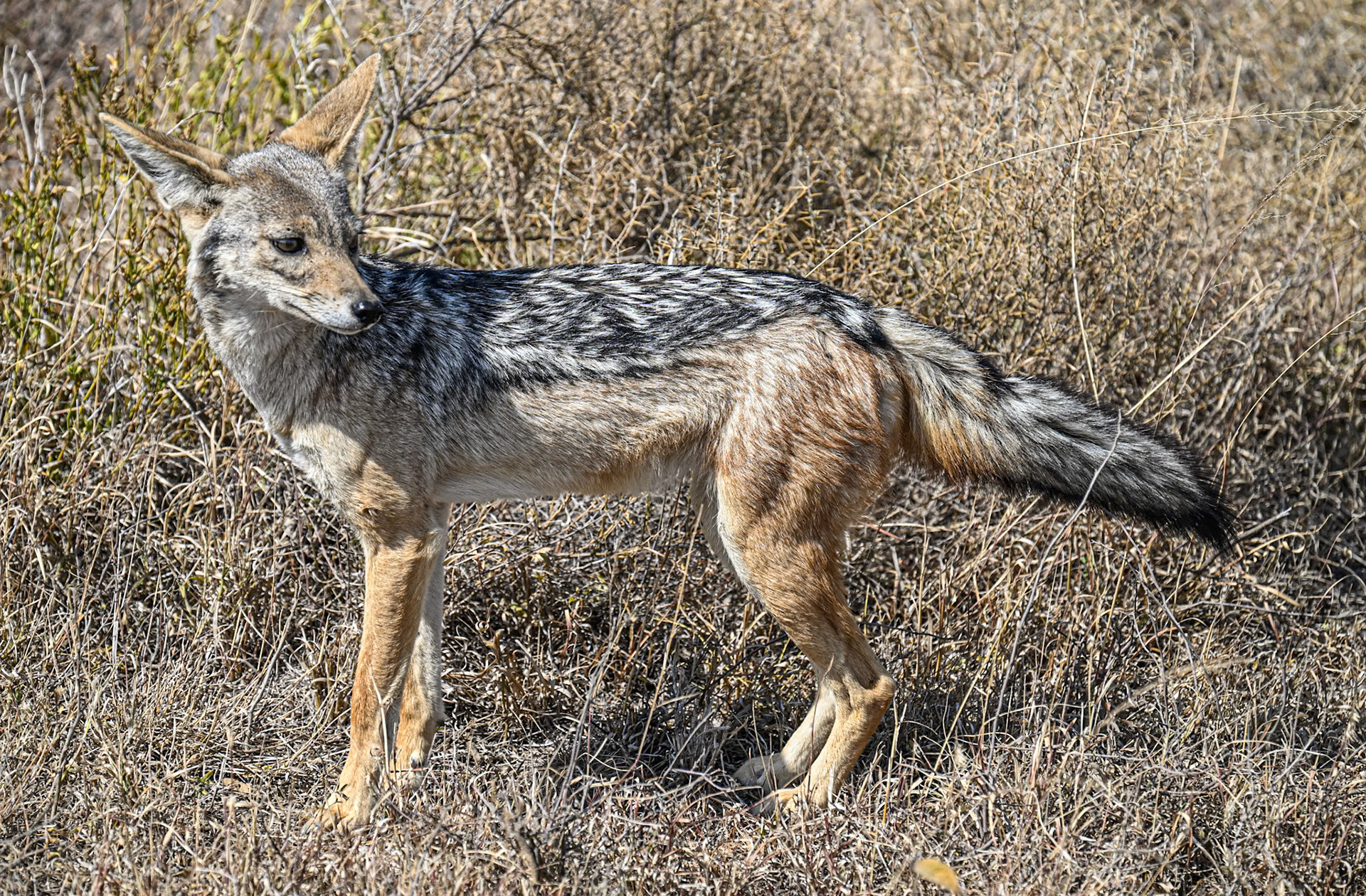 Black-backed Jackal
