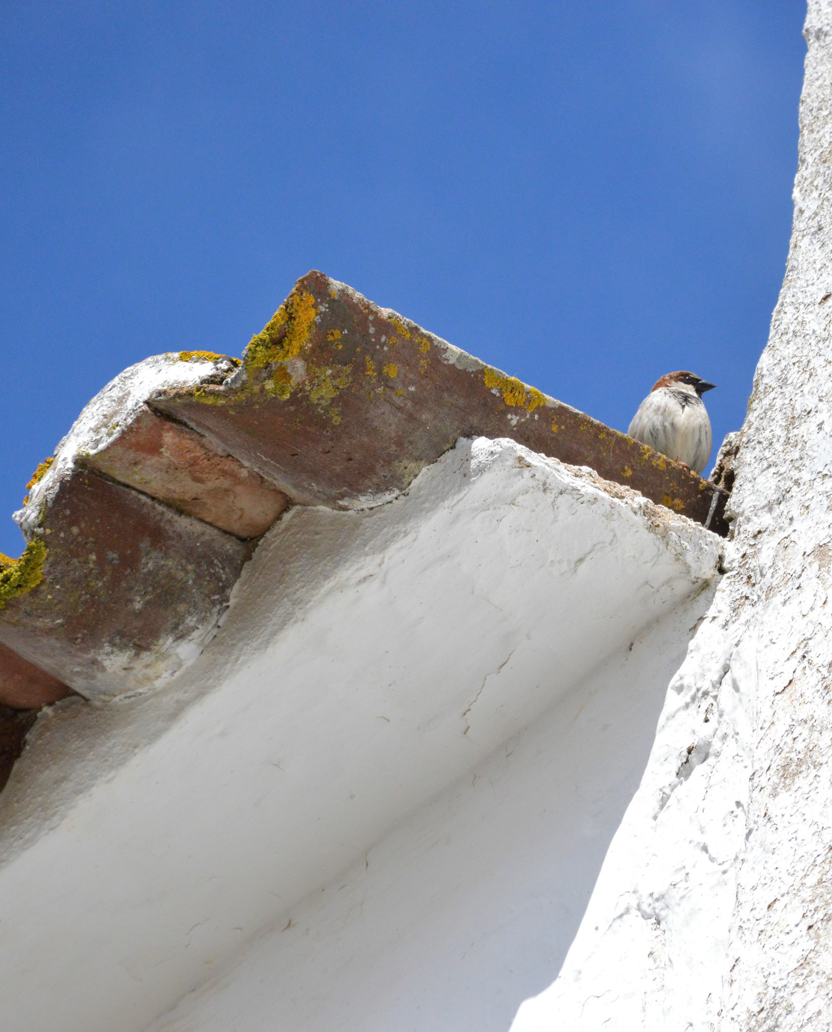 House Sparrow (Passer domesticus), Monsaraz, Portugal