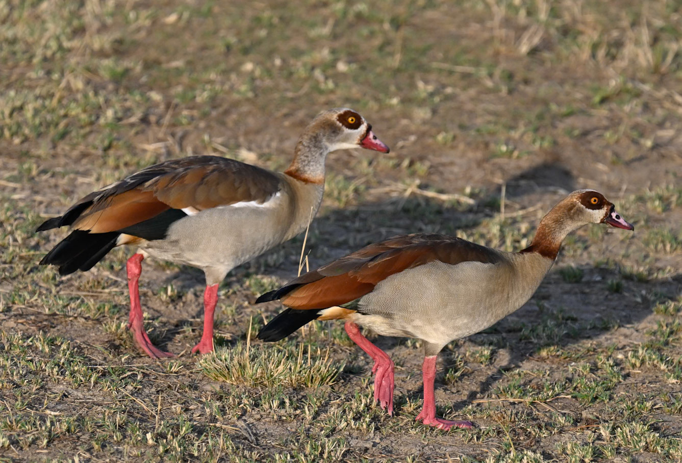 Egyptian Goose