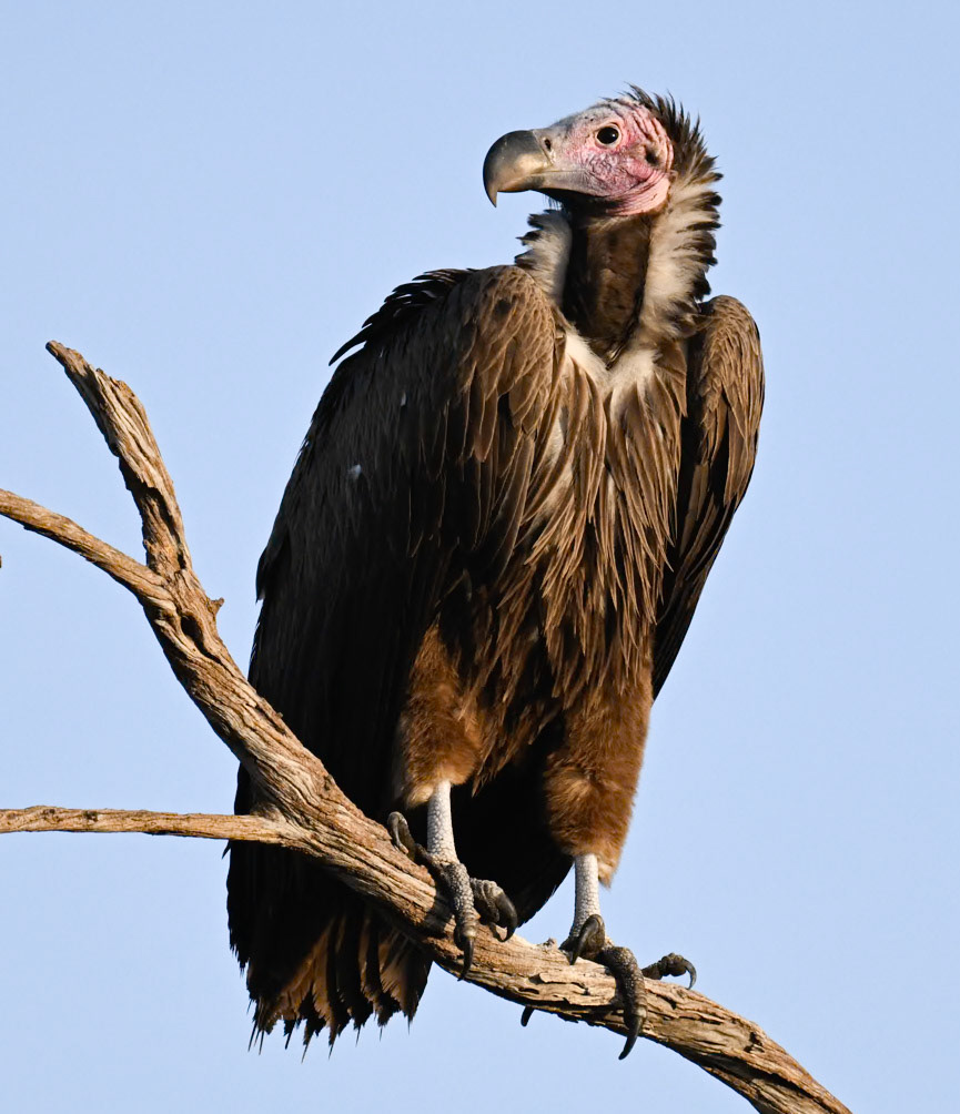 Lappet-faced Vulture