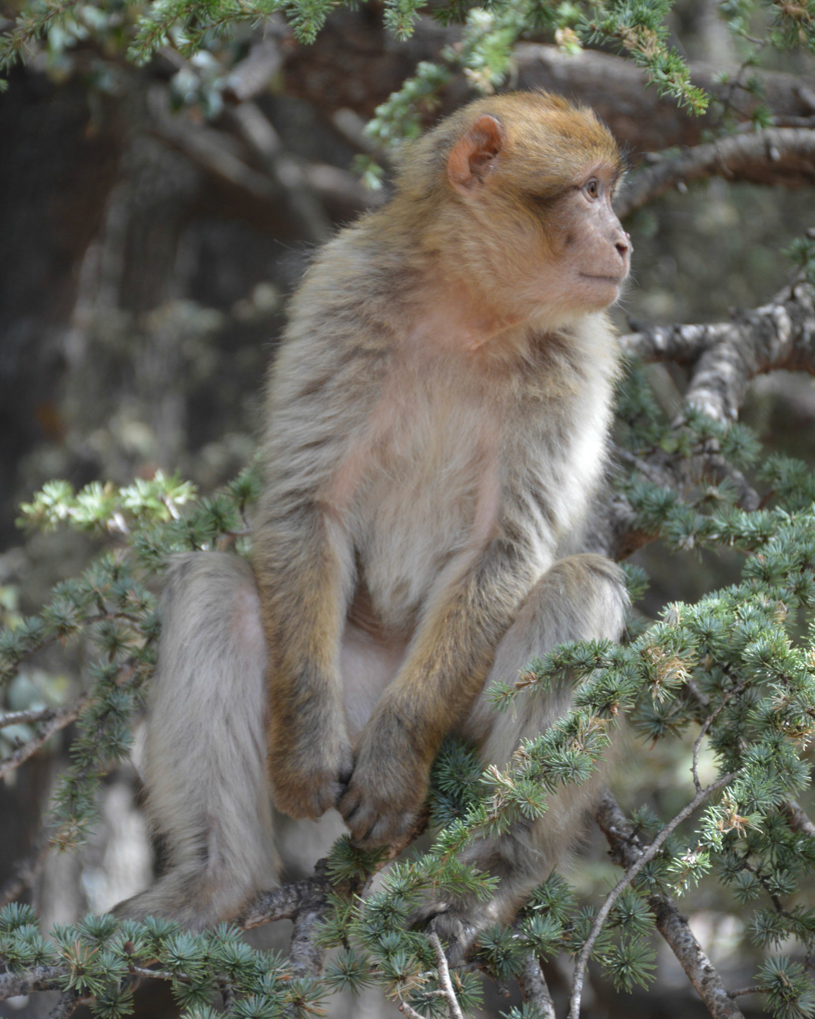 Immature Barbary Ape