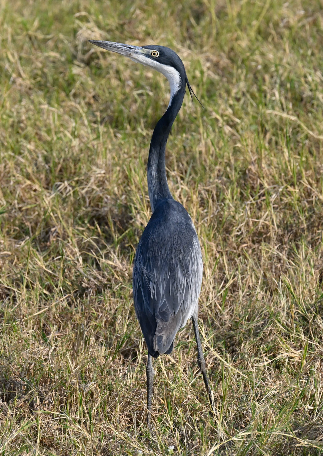 Black-headed Heron