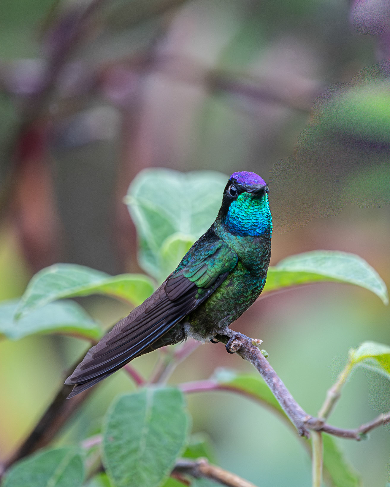 Talamanca Hummingbird (Eugenes spectabilis)