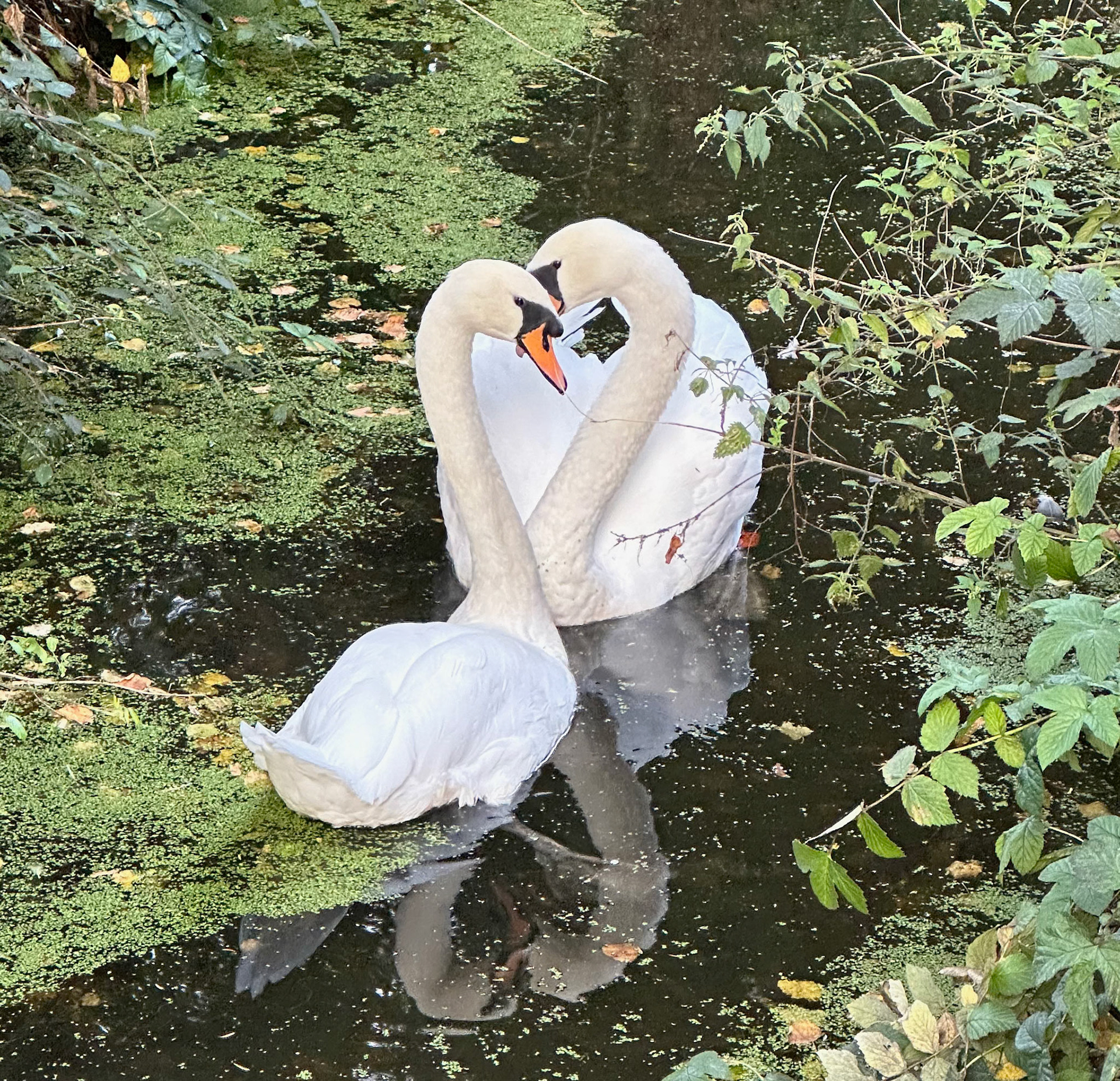 Swans, Trinity College Grounds, Cambridge