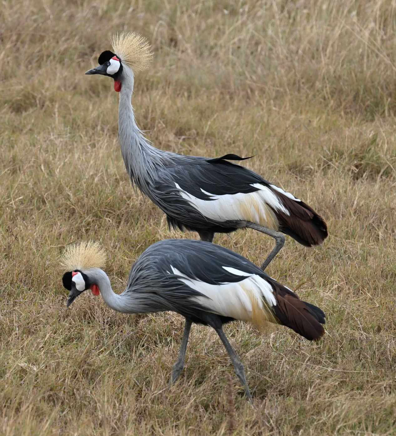 Grey-crowned Crane