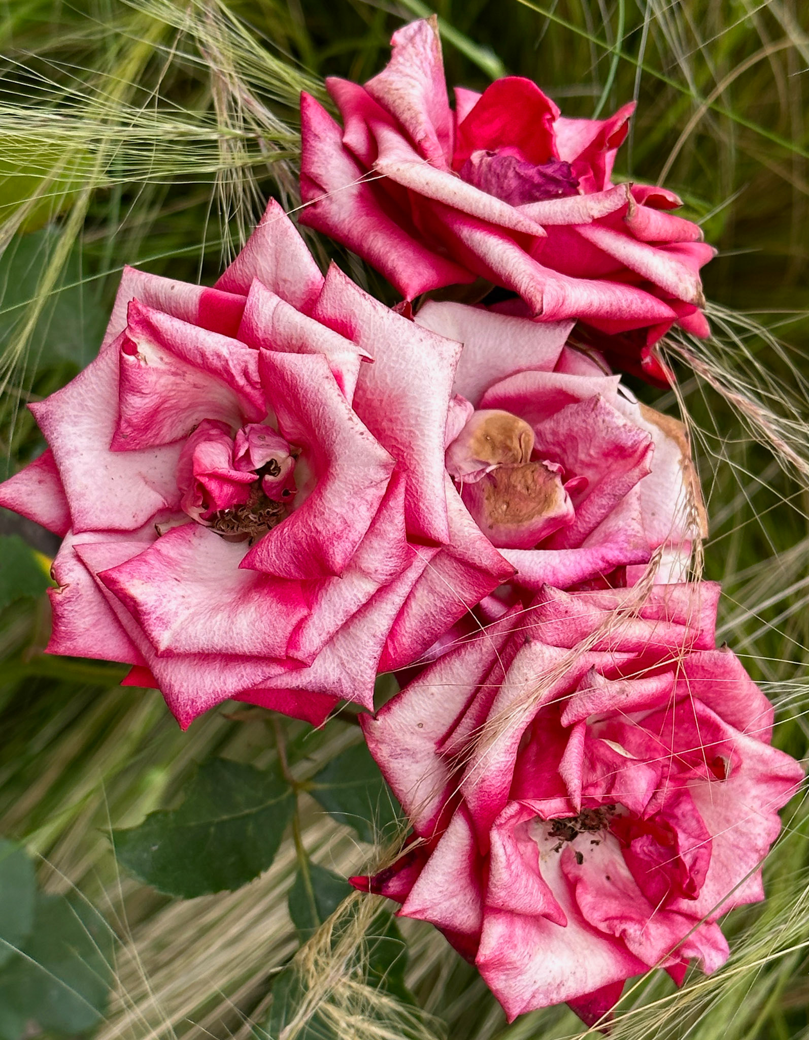 Roses in the Andalusian garden, Rabat