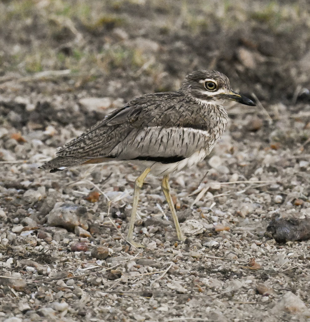 Water Thick-knee