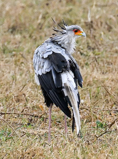 Secretary Bird