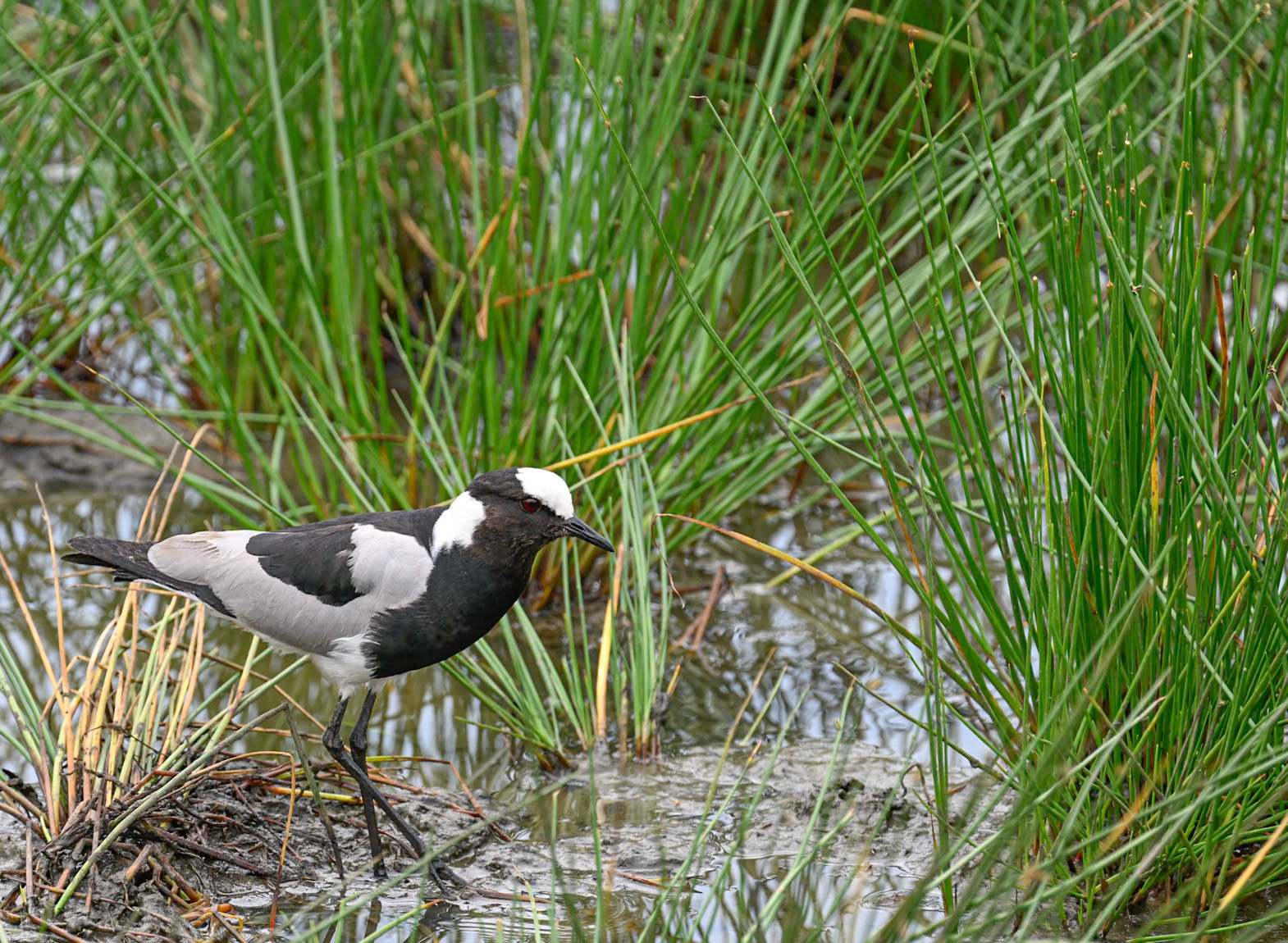 Blacksmith Plover