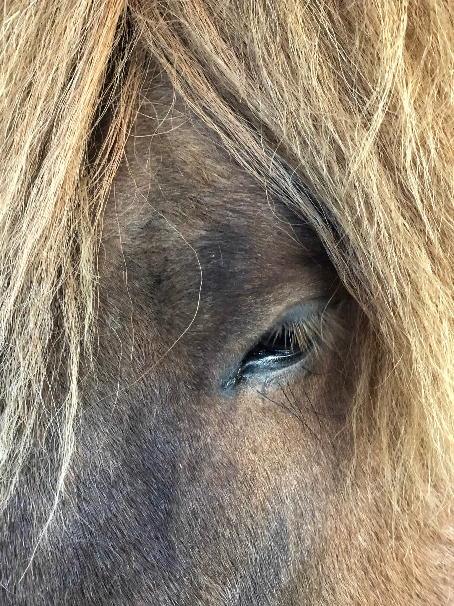 Iceland Pony