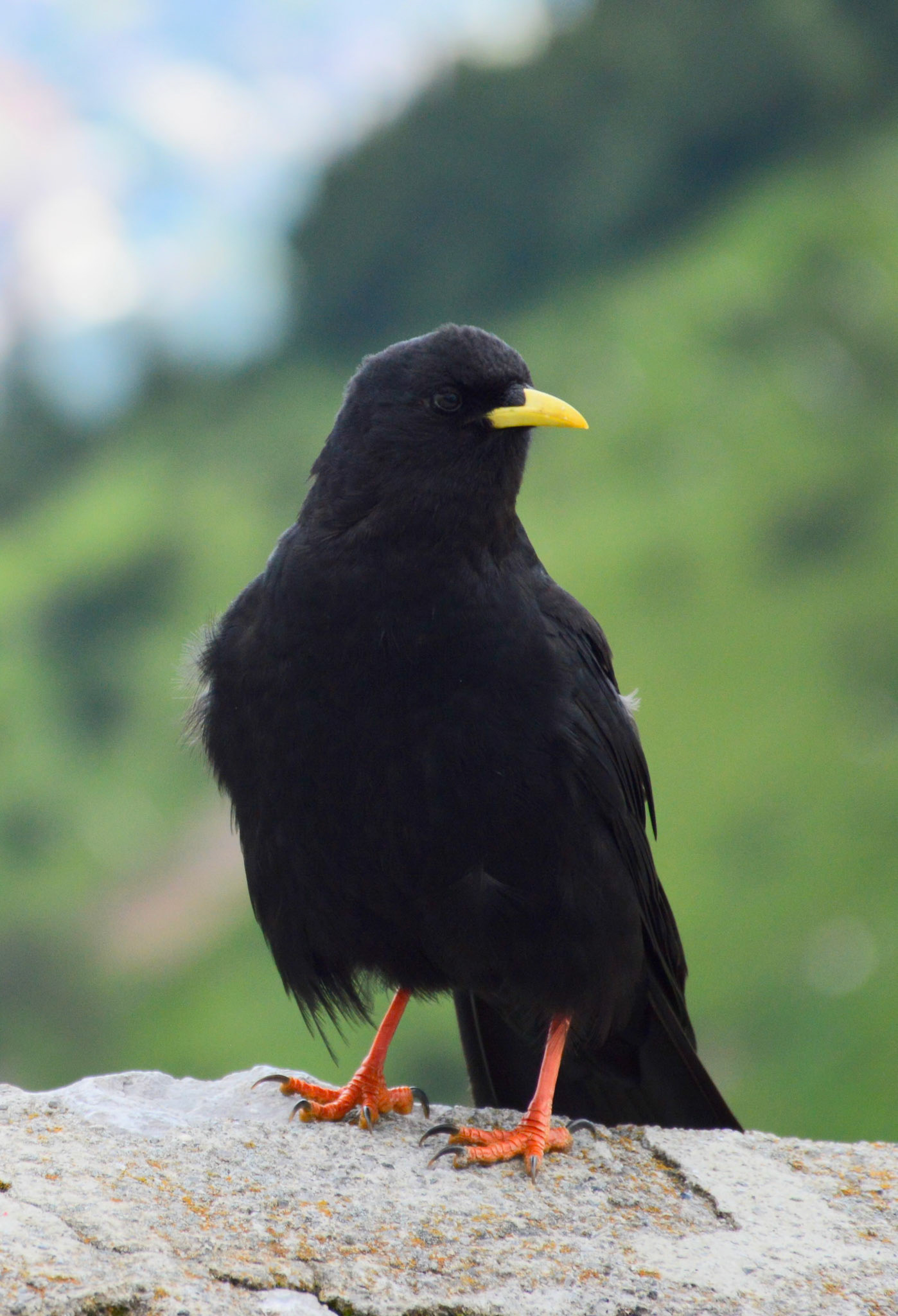 Blackbird (Turdus merula)