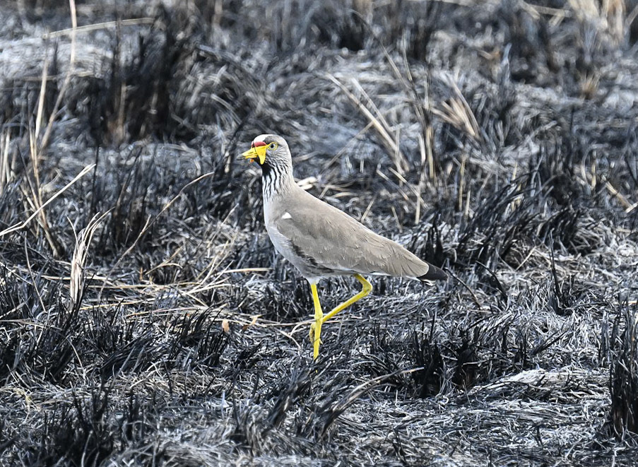 African Wattled Plover