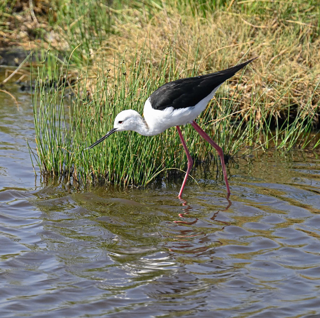 Black-winged Stilt
