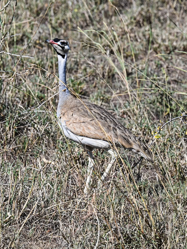 White-bellied Bustard