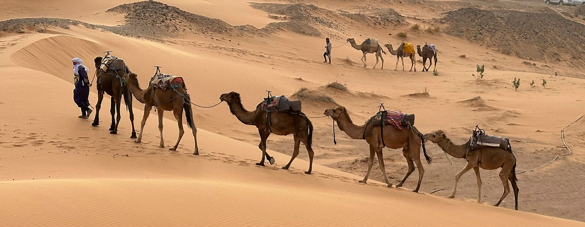 Camels on the Dunes of Merzouga, Erg Chebbi