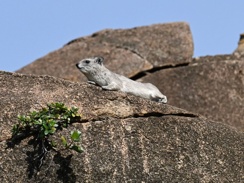 Hyrax