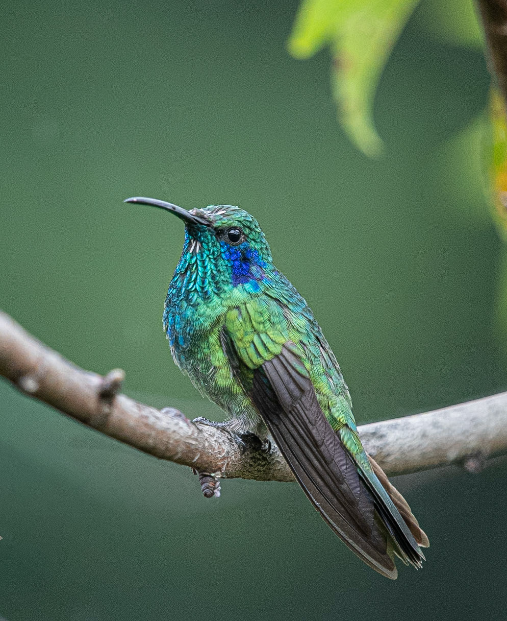 Lesser Violetear (Colibri cyanotus)