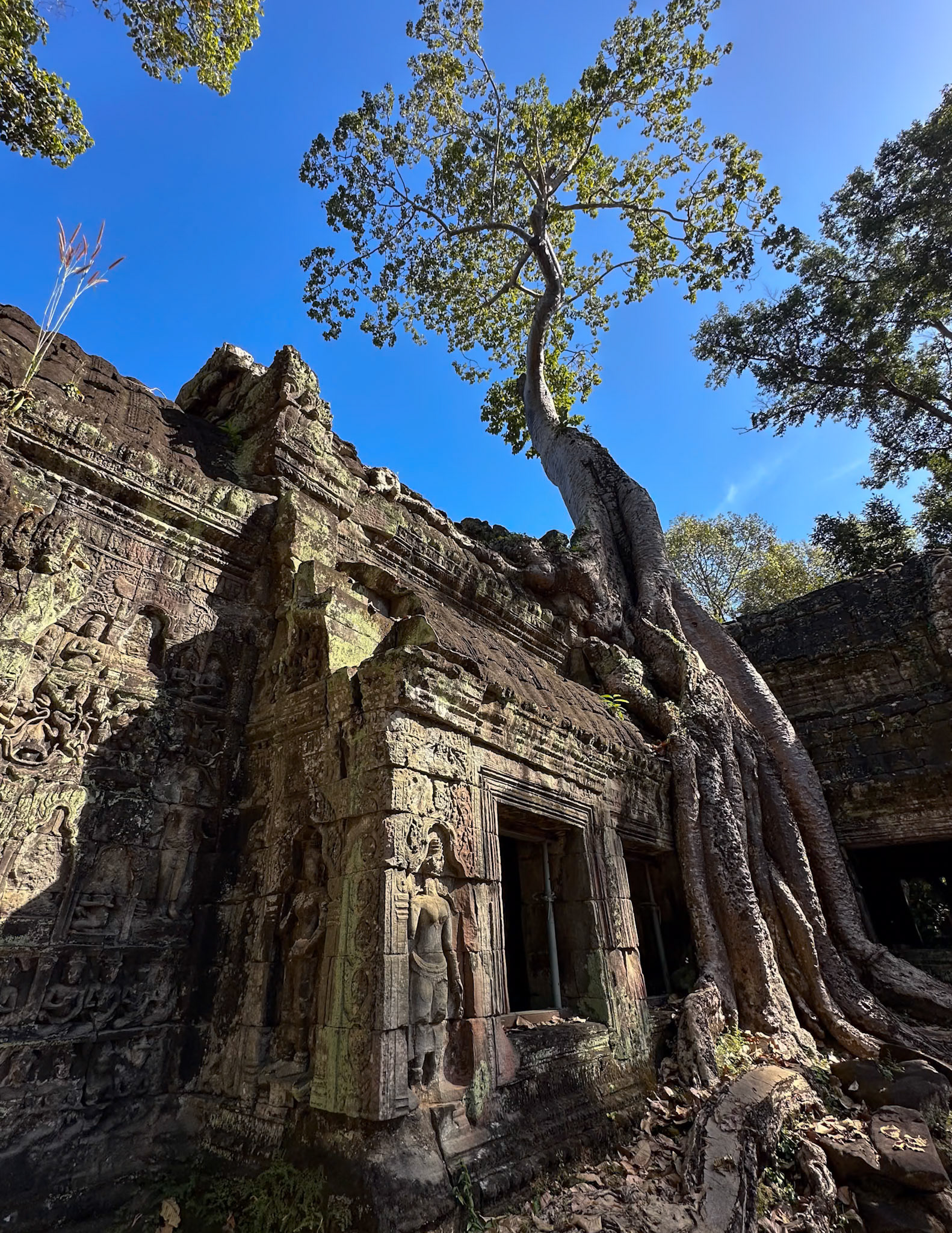 Ta Prohm Temple, Cambodia