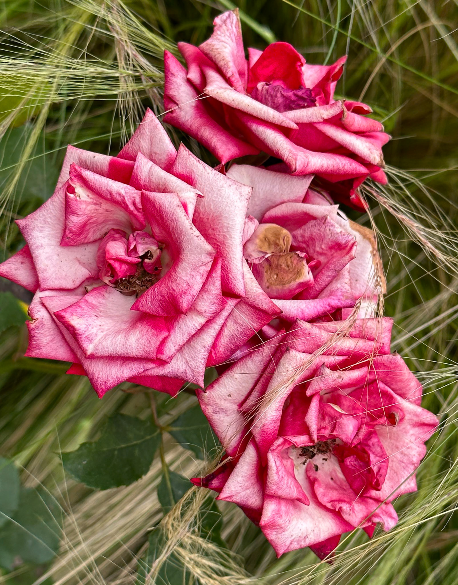 Andalusian Garden Kasbah Des Oudayas Rabat
