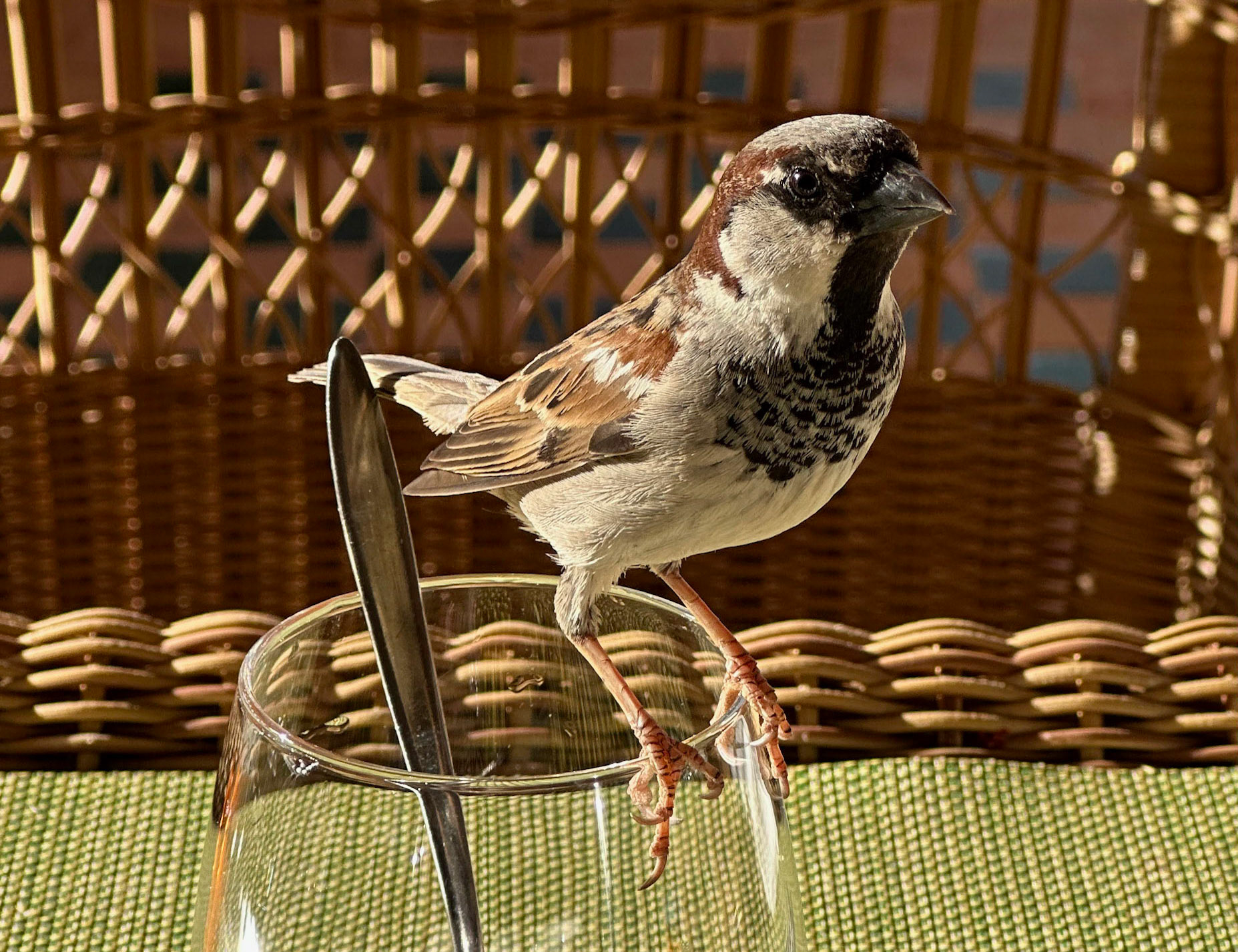 House Sparrow (Passer domesticus), Marrakesh