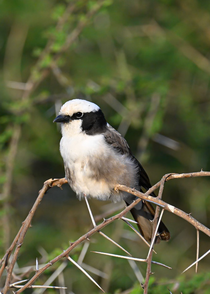 Northern White-crowned Shrike