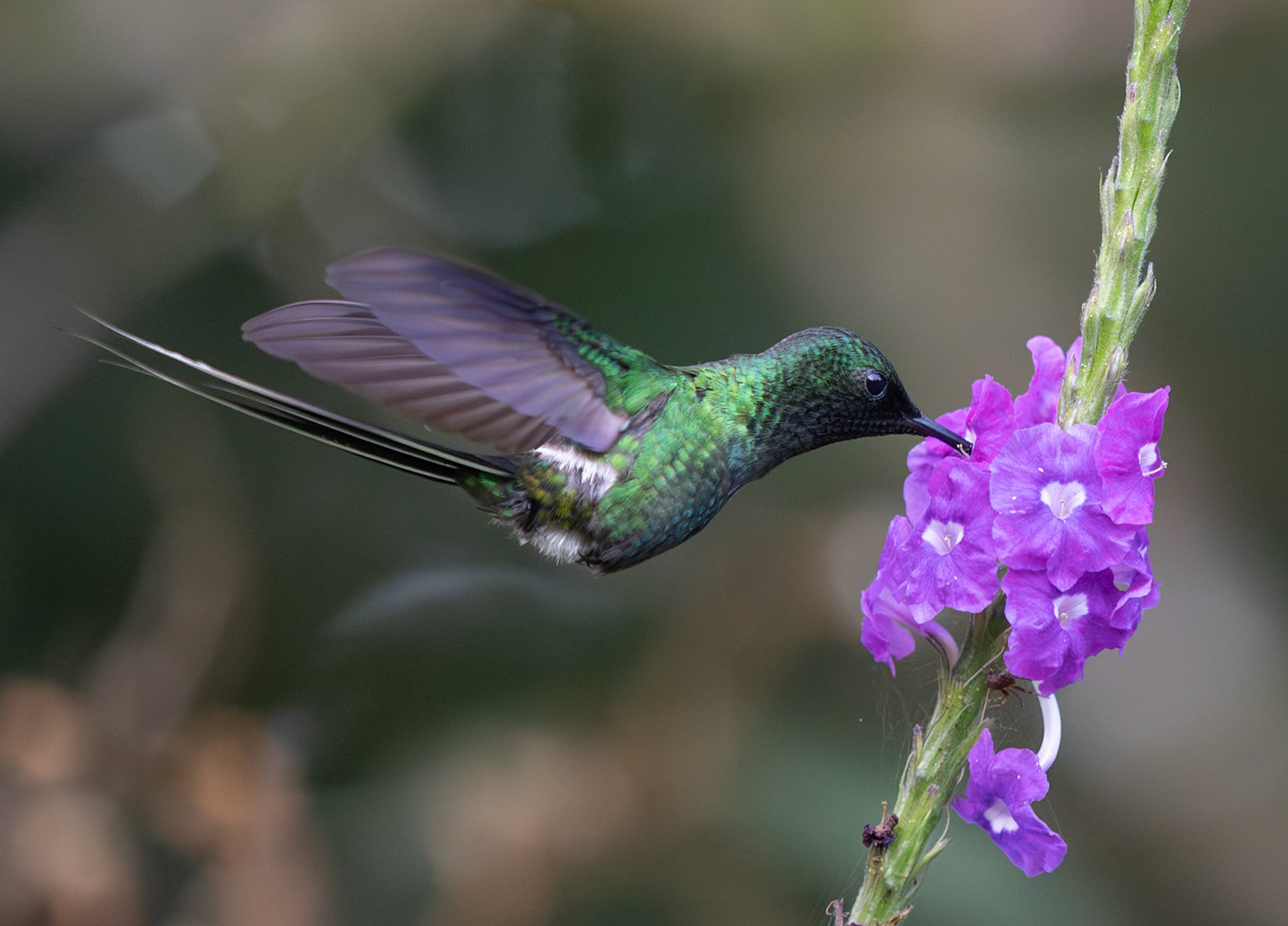 Green Thorntail (Discosura conversii)