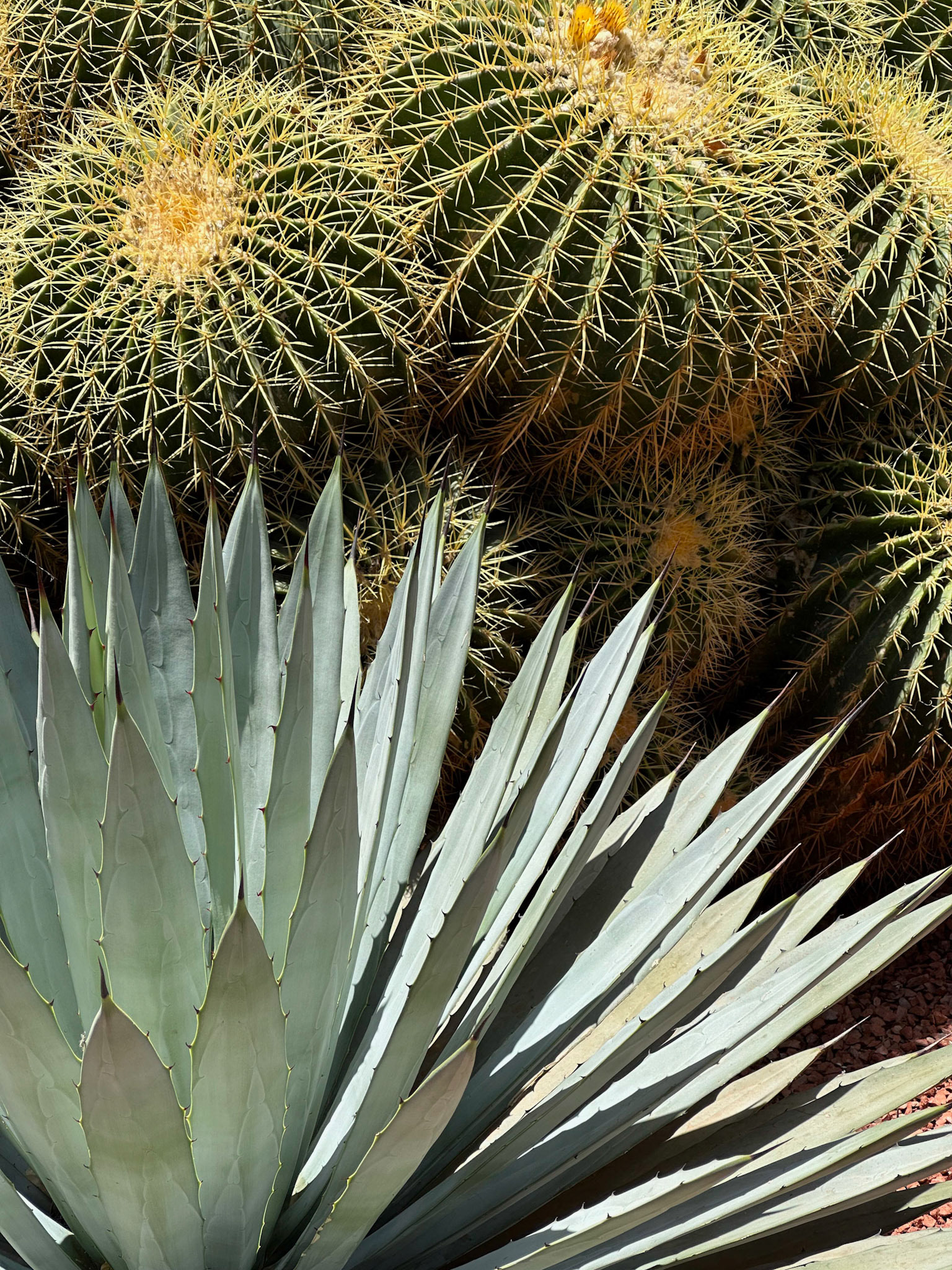 Cactus and Agave, Jardin Marjorelle, Marrakesh