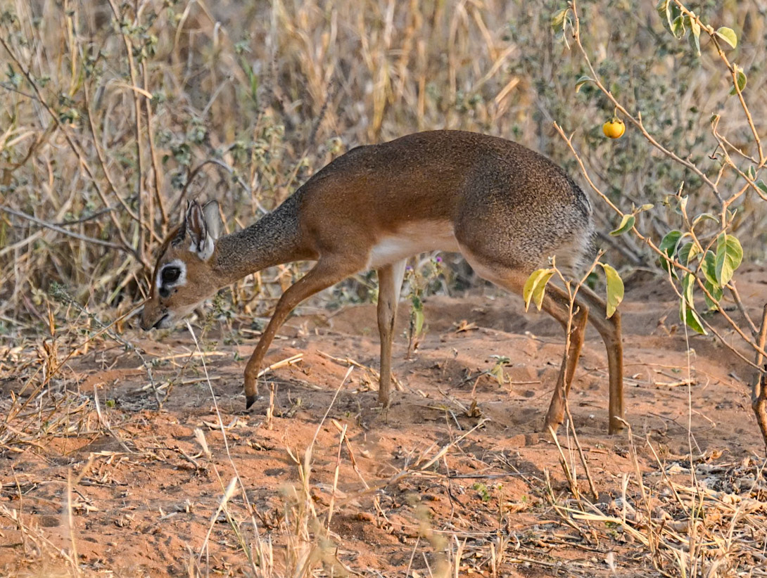 Kirk's Dik Dik