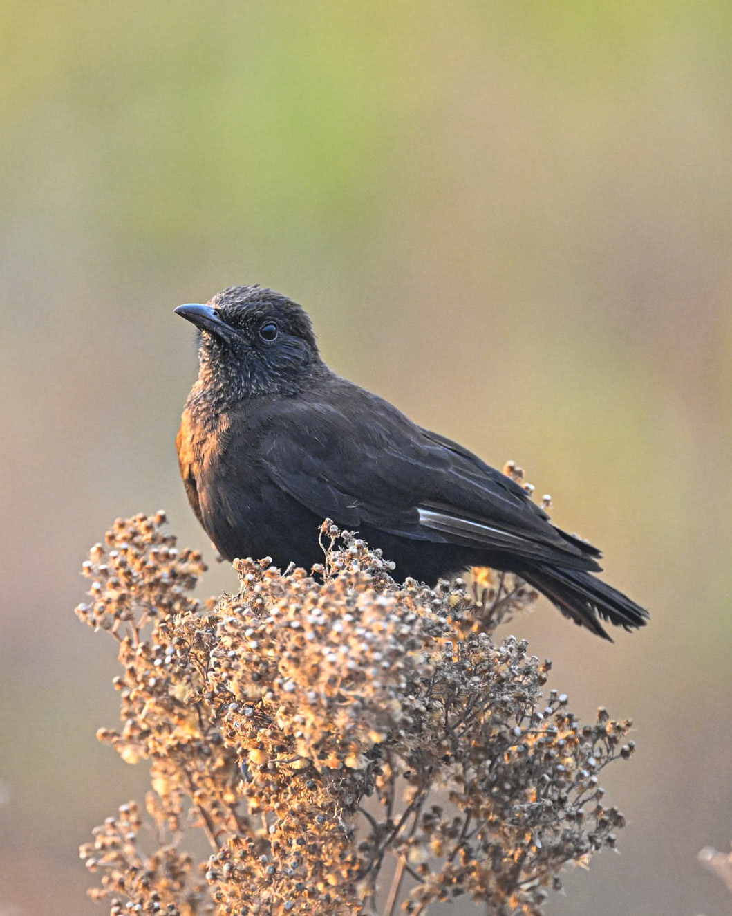 Northern Anteater-Chat