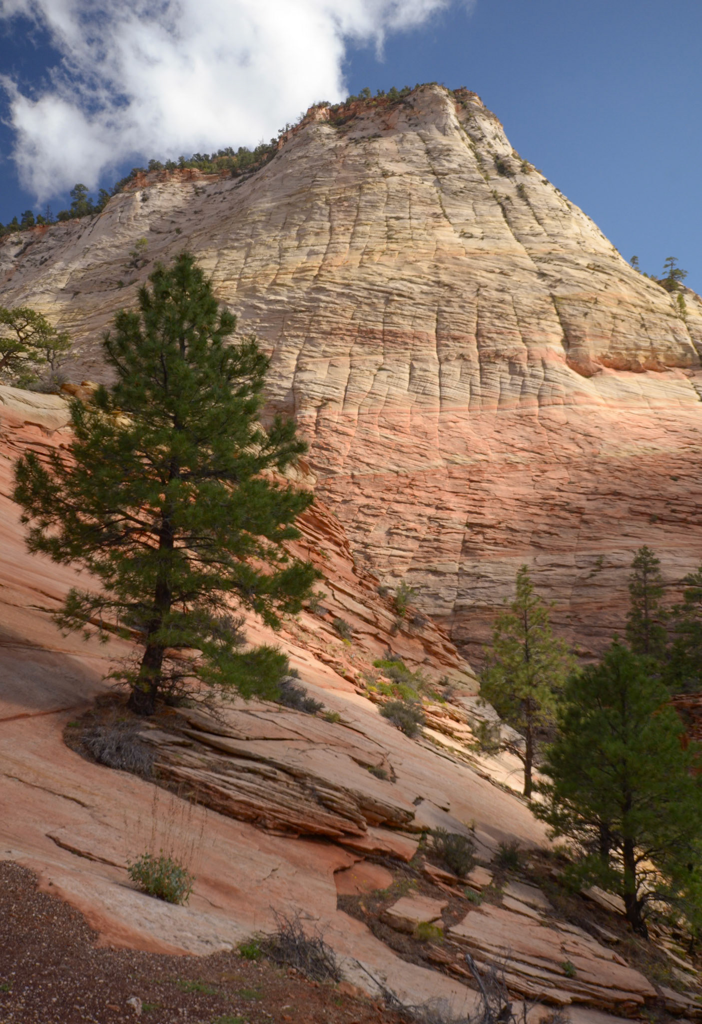 Zion N.P. Checkerboard Mesa