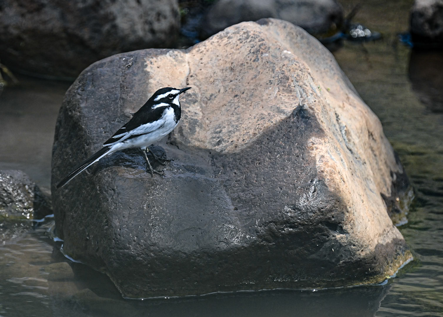 African Pied Wagtail